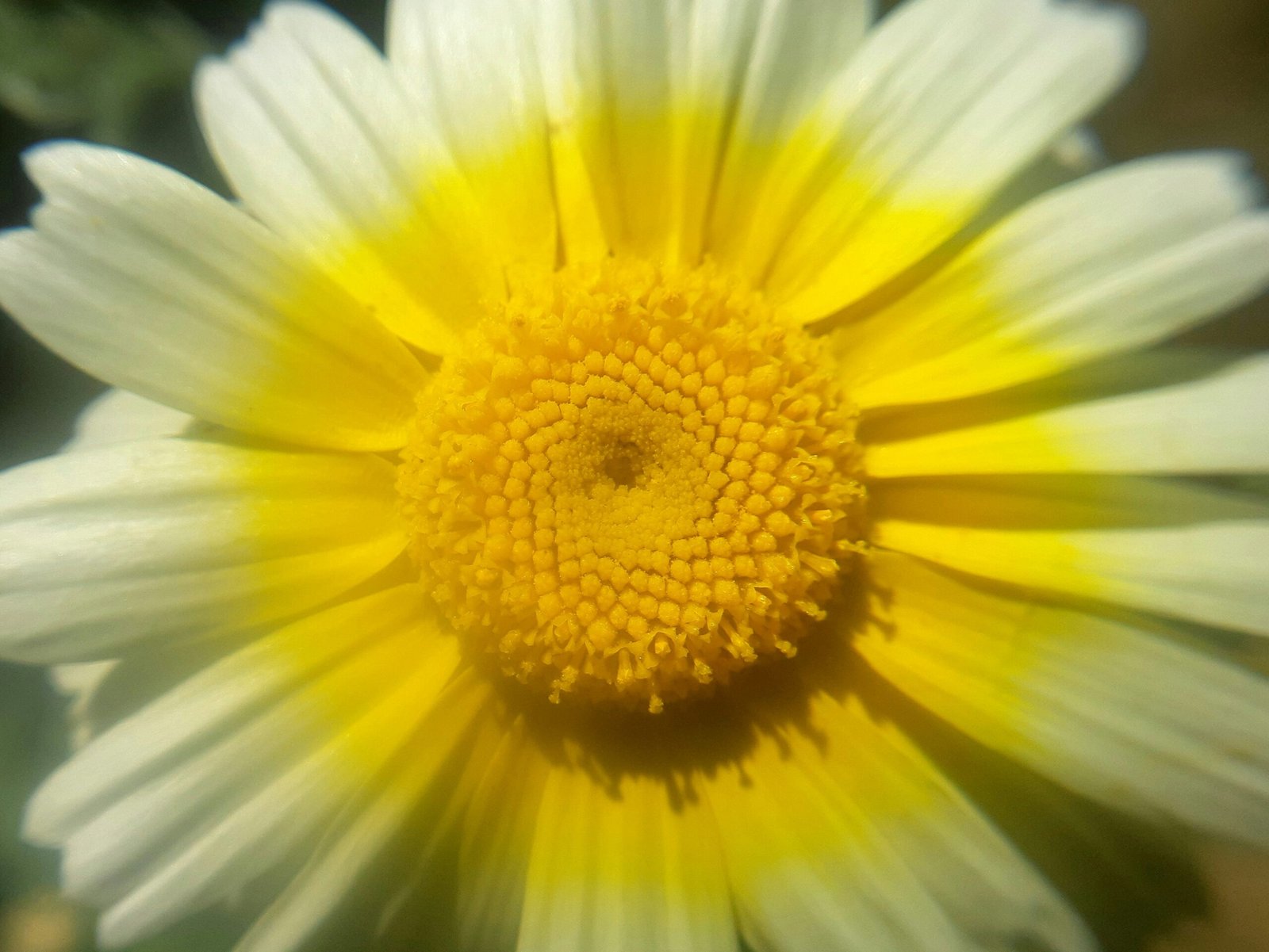 a close up of a yellow and white flower